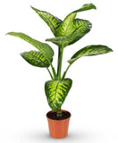 Dieffenbachia 60 - 70 cm