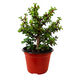 Árbol de la abundancia