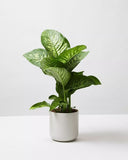 Dieffenbachia 50 m