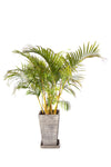 Palmera Areca 1.3m