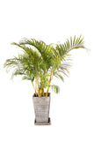Palmera Areca 1.3m
