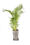 Palmera Areca 1.5m