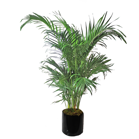 Palmera Areca 1.5m