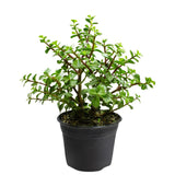 Árbol de la abundancia