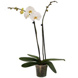 Orquídea Phaleonopsis Blanca