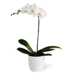 Orquídea Phaleonopsis Blanca