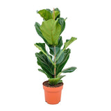 Ficus Lyrata 0.8m