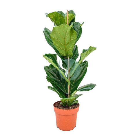 Ficus Lyrata 0.8m