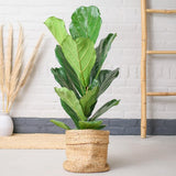Ficus Lyrata 0.8m