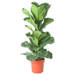 Ficus Lyrata 1.3m