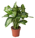 Dieffenbachia - 1 m