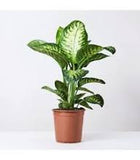 Dieffenbachia 60 - 70 cm
