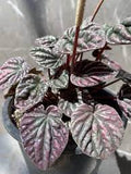 Peperomia Caperata Rosso