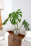 Monstera Verde 0.8Ø