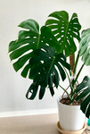 Monstera King 1.3-1.5Ø