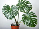 Monstera Verde 0.8Ø