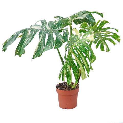 Monstera Variagada 0.8Ø