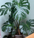 Monstera King 1.3-1.5Ø