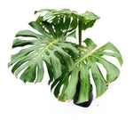 Monstera Verde 0.8Ø