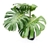 Monstera Verde 0.8Ø
