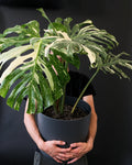 Monstera Variagada 0.8Ø