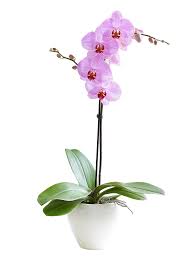 Orquídea Phaleonopsis Lila