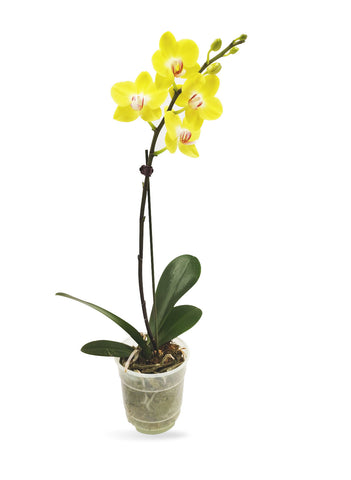 Orquídea Phaleonopsis Amarilla