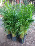 Palmera Areca 1.3m