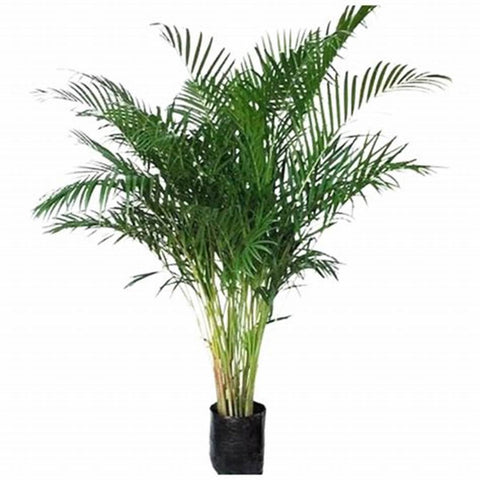 Palmera Areca 1.8m