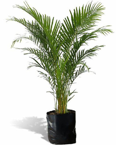 Palmera Areca 1.3m
