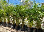 Palmera Areca 1.3m