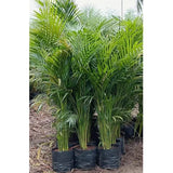 Palmera Areca 1.8m