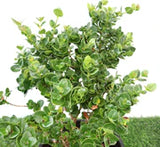 Carissa macrocarpa - 60 - 70 cm