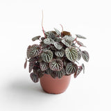 Peperomia Caperata Rosso