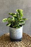 Peperomia Obtusifolia Variegada 0.2Ø