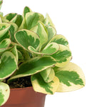Peperomia Obtusifolia Variegada 0.2Ø