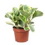 Peperomia Obtusifolia Variegada 0.2Ø