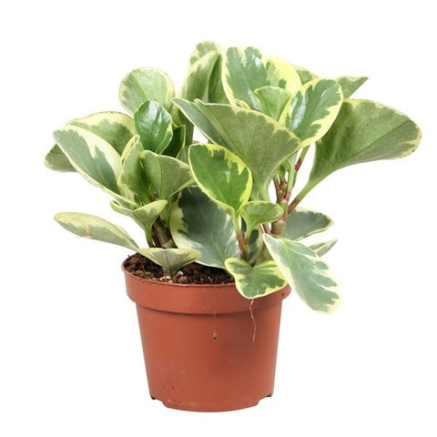 Peperomia Obtusifolia Variegada 0.2Ø