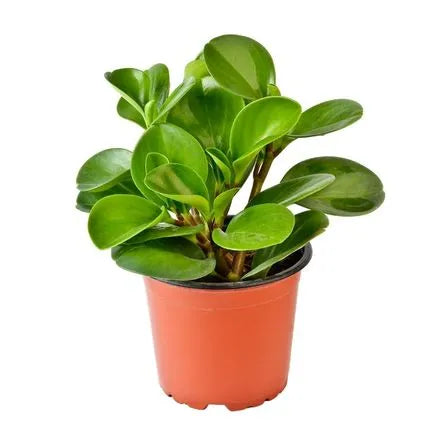 Peperomia Obtusifolia Verde 0.2Ø