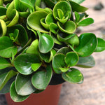 Peperomia Obtusifolia Verde 0.2Ø