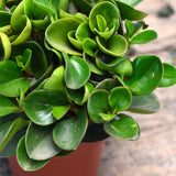 Peperomia Obtusifolia Verde 0.2Ø