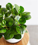 Peperomia Obtusifolia Verde 0.2Ø