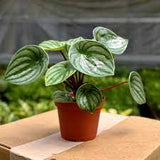 Peperomia Watermelon