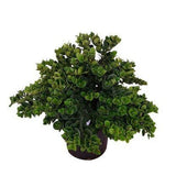 Carissa macrocarpa - 50 cm