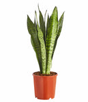 Sanseveria Verde 0.8m