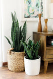 Sanseveria Verde 0.8m