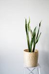 Sanseveria Variegada 0.8m