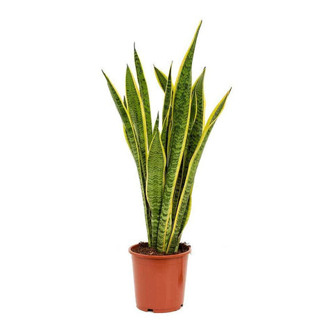 Sanseveria Variegada 0.8m