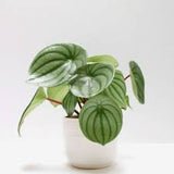 Peperomia Watermelon